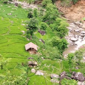 पिङवा खोला दोभानमा मंसिरे धानखेती : बाँदर आतंकले चिन्ता पिङवा खोला दोभानमा मंसिरे धानखेती : बाँदर आतंकले चिन्ता