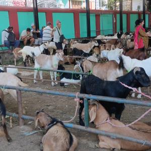 दसैँले बढायो ग्रामीण क्षेत्रमा आर्थिक कारोबार