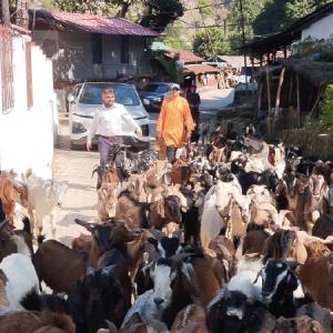खसी खोज्न गाउँमै ग्राहक
